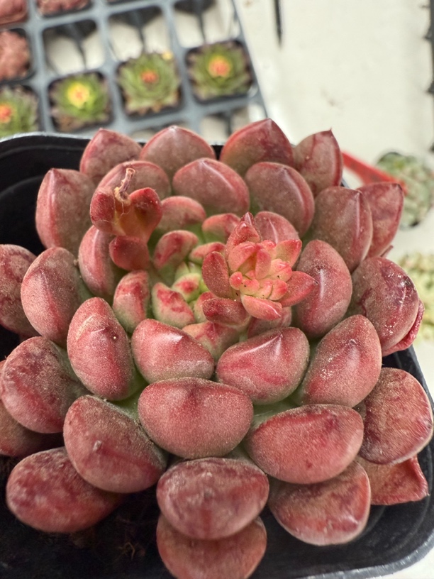 满9.9米包邮精品红宝石多肉植物