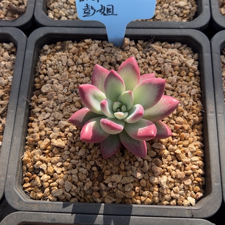 赫本露丝捧花一颗多肉植物