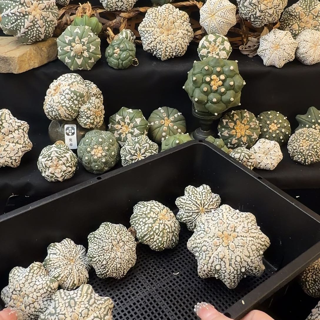 王***飞花盆哈哈哈哈哈哈哈