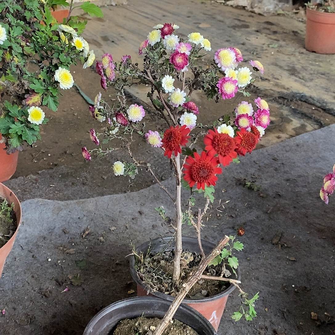 c***y完全开放菊花盆景菊花