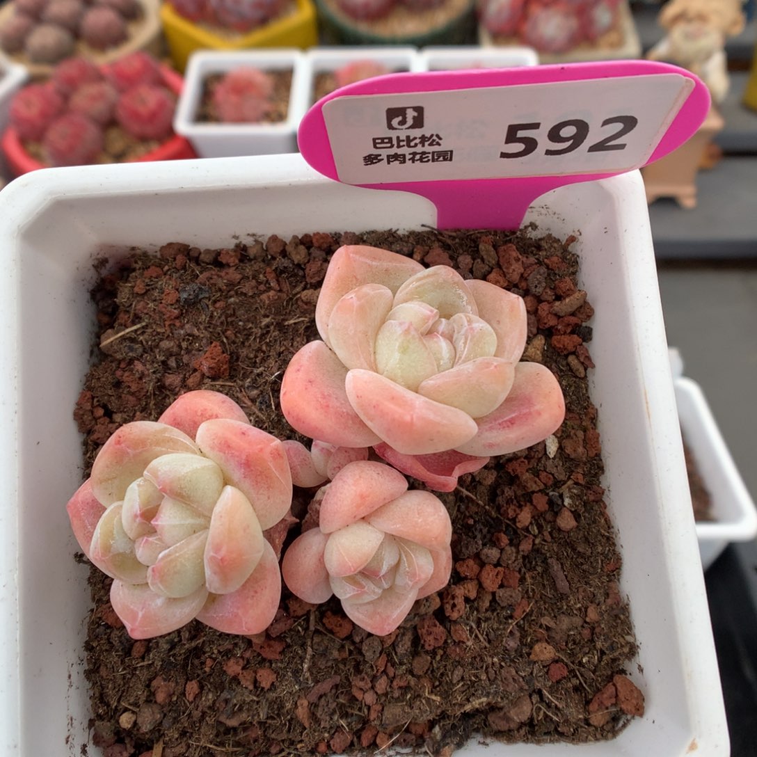 592奶油冰玉多肉植物