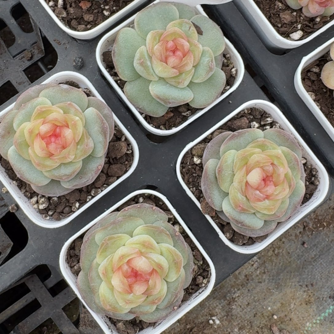 1222-039-甜茶一颗量拍