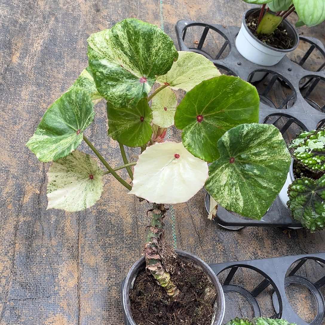 无花朵胭脂锦山西