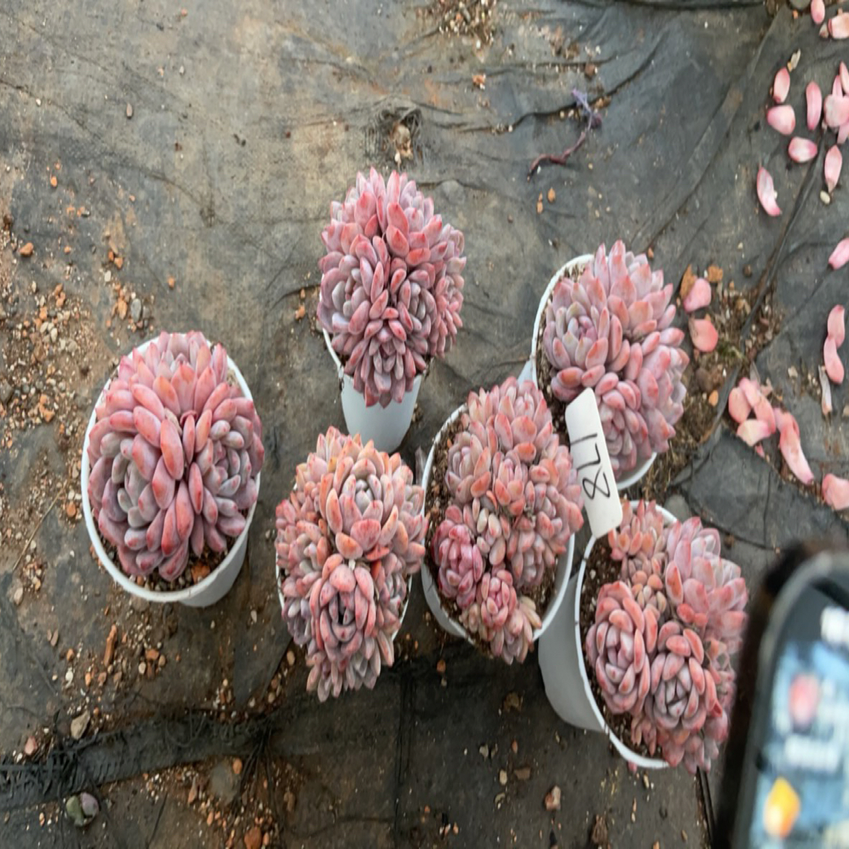 梦露多肉植物番杏莓莓8号链接178号4颗