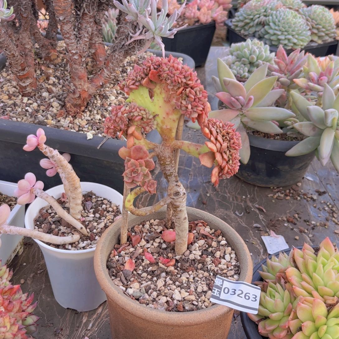 大红袍缀多肉植物03263