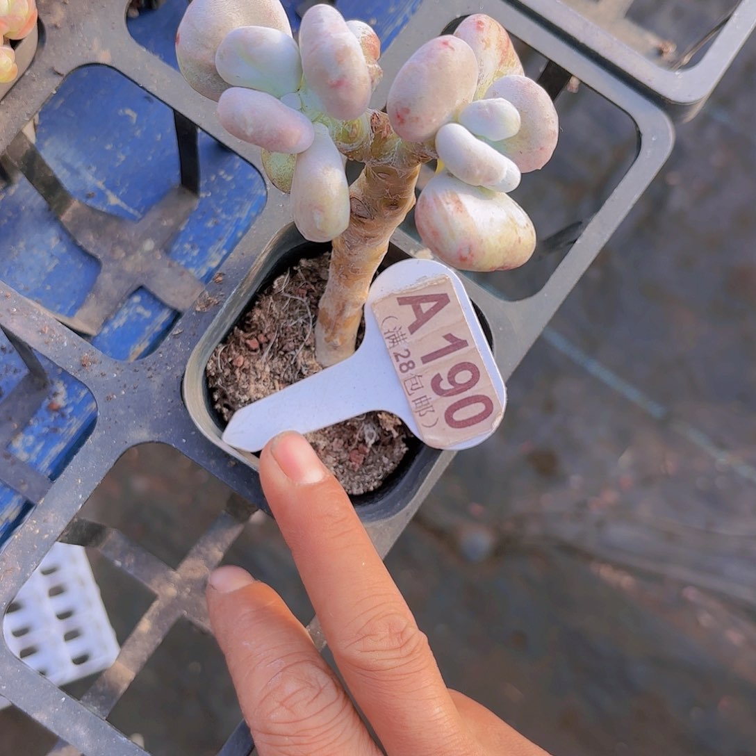 A190油煎丸子一物一拍