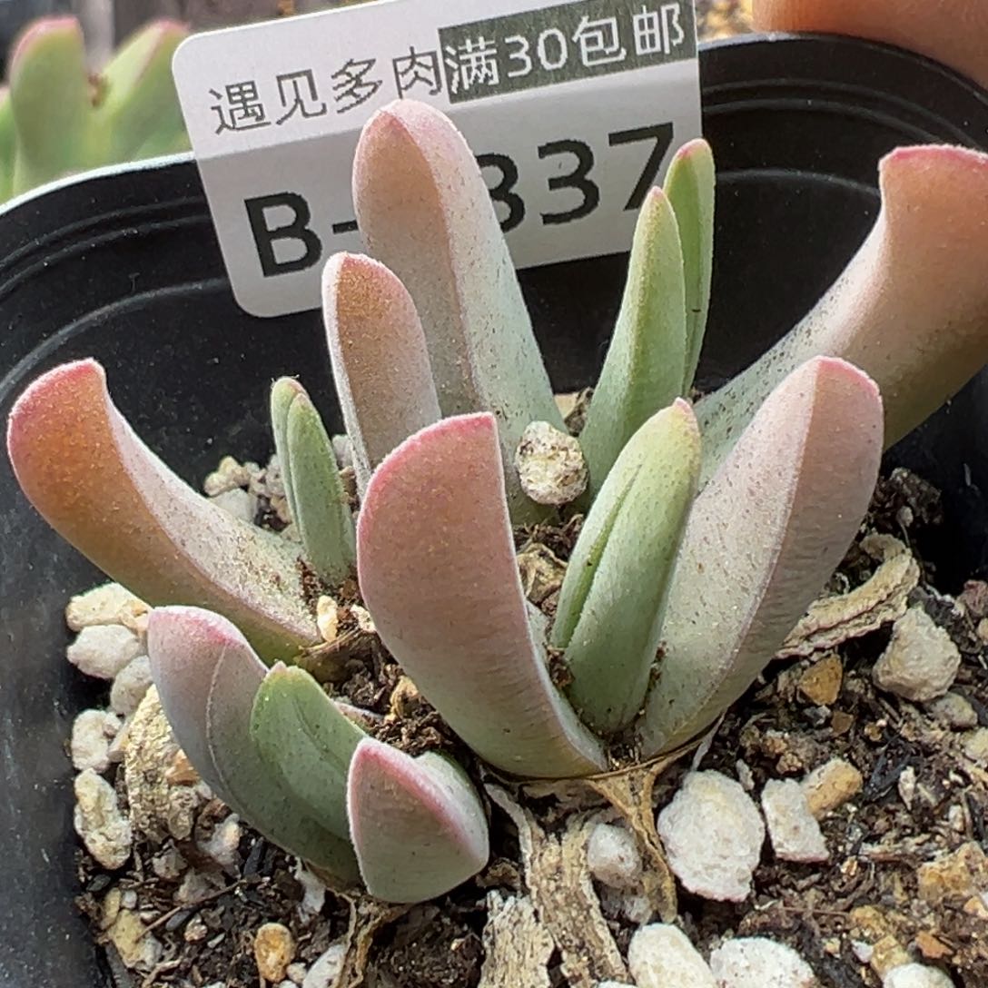 多肉植物1111111111111
