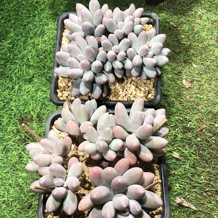 平头汤圆大群多肉植物