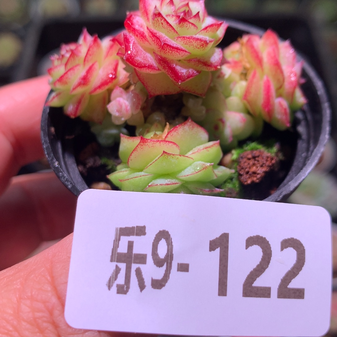 乐然 9-122 女王玫瑰 