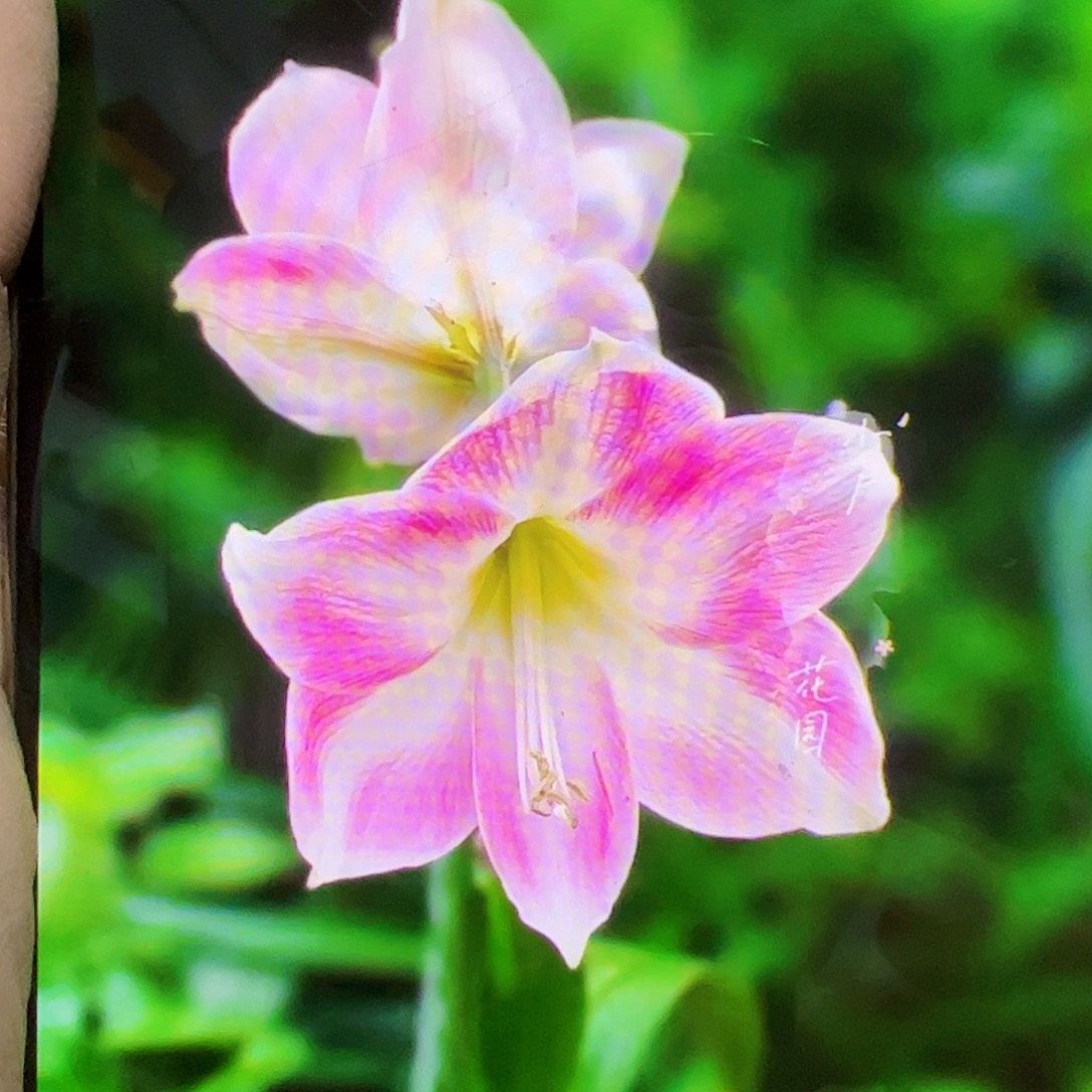 朱顶红猜忌5cm左右