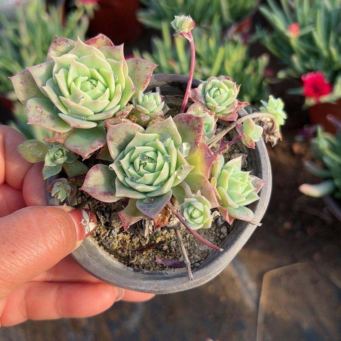 多肉植物翡翠塔群