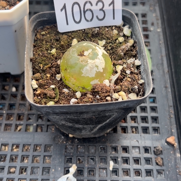 灯泡631，一物一拍带盆