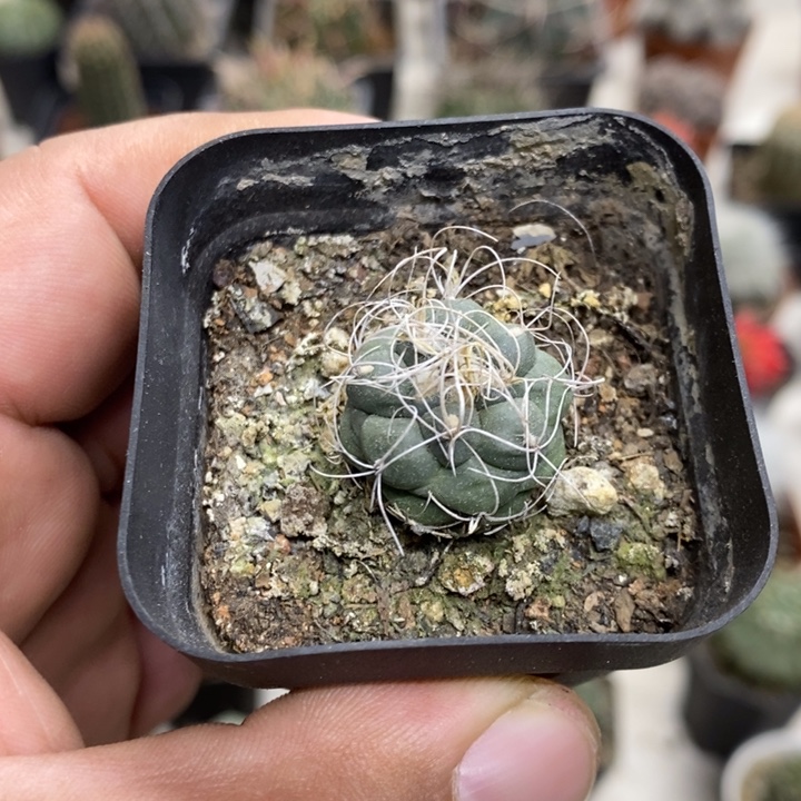 实生长城丸特价福利