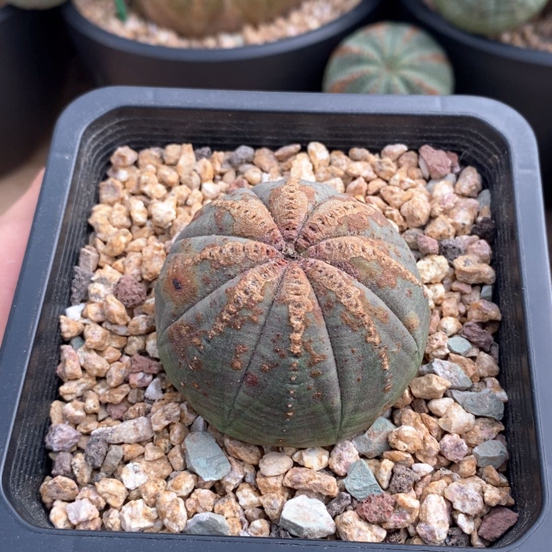 6 欧系实生布纹球多肉植物