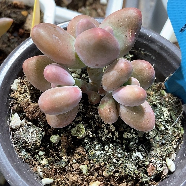 多肉植物芒果奶1047