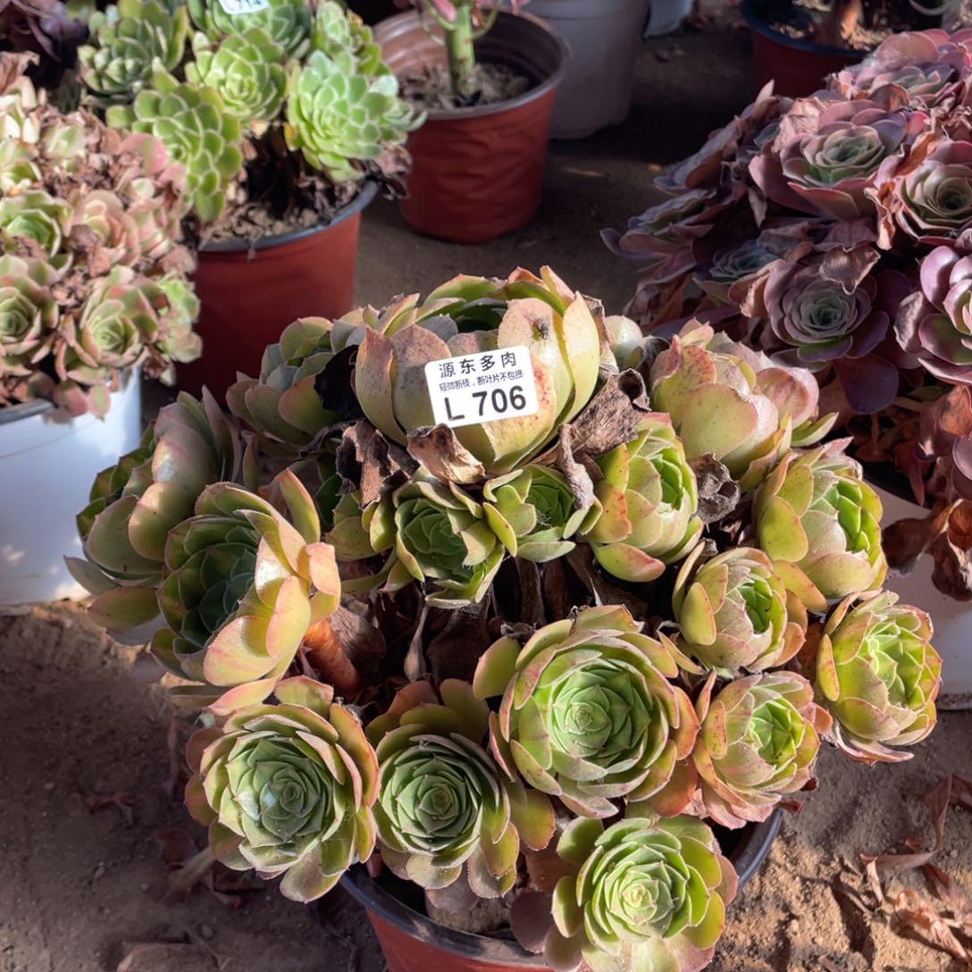 706倾城中班多肉法师断枝不包