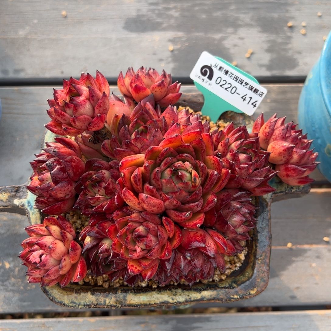 从前慢多肉精选编号0220.414