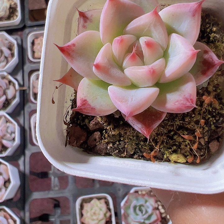 婚戒精品多肉植物