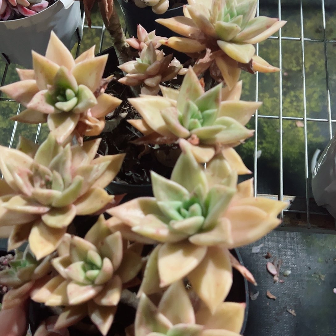 黄金表丽娜四头起两盆