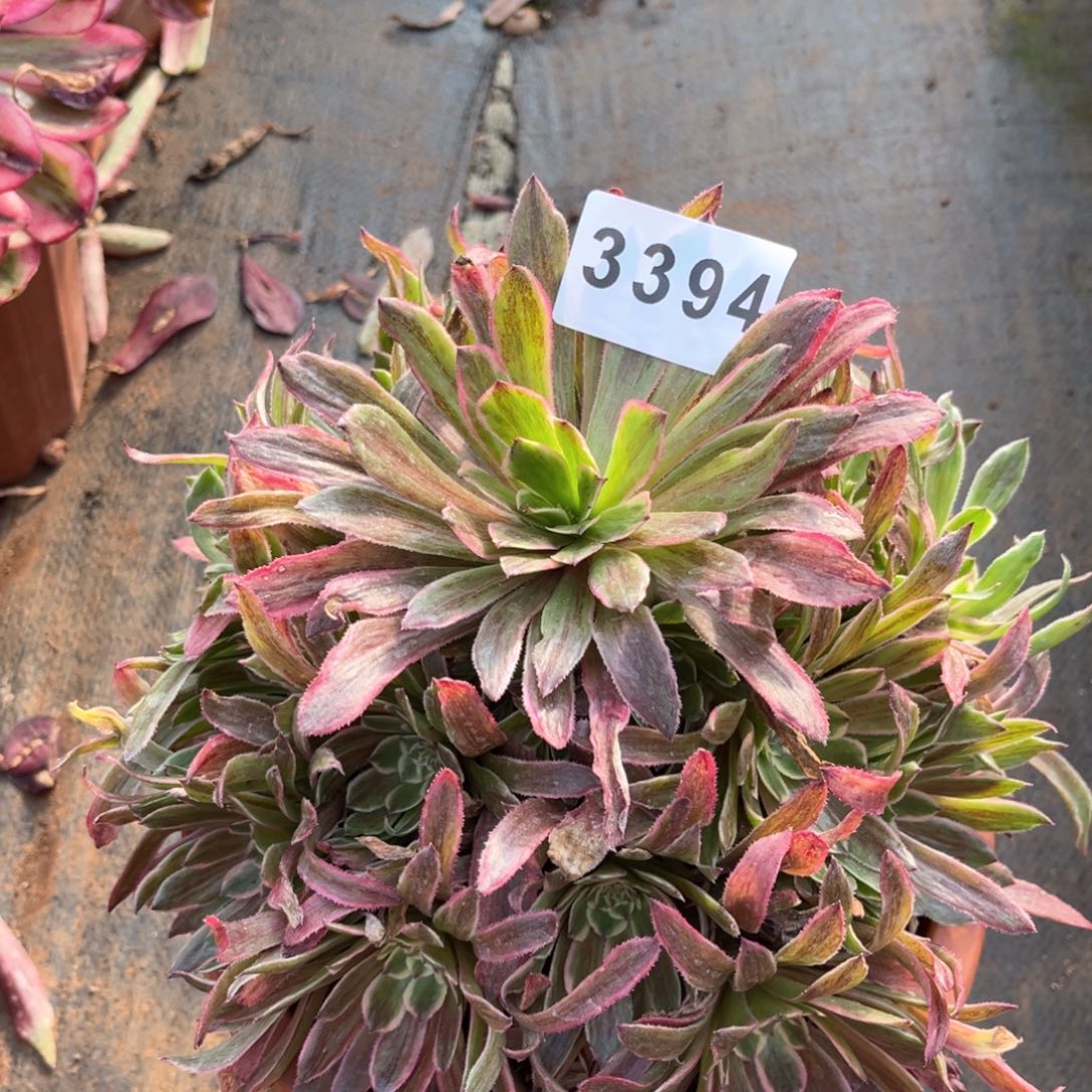 糖衣炮弹多肉发货发货