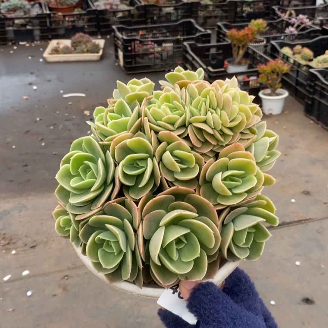 4820星纳塔缀化一物一拍