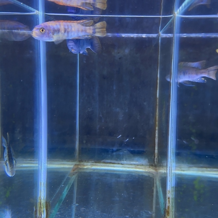 Q***s海水鱼195号1111111