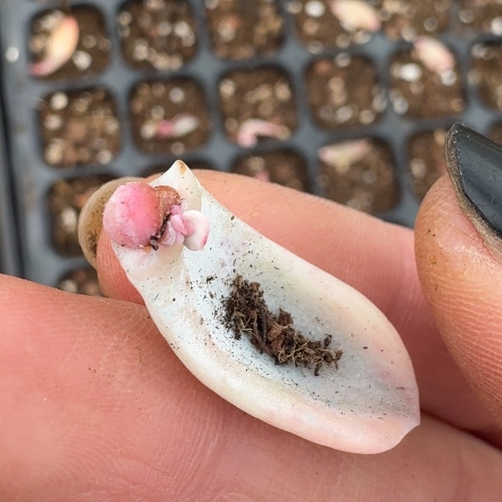 覆轮美尻一物一拍4