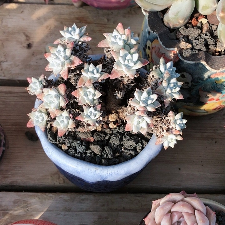 【闪购商品】?****.chf白菊