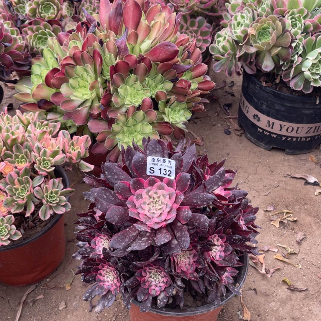 132铜壶白多肉法师断枝不包