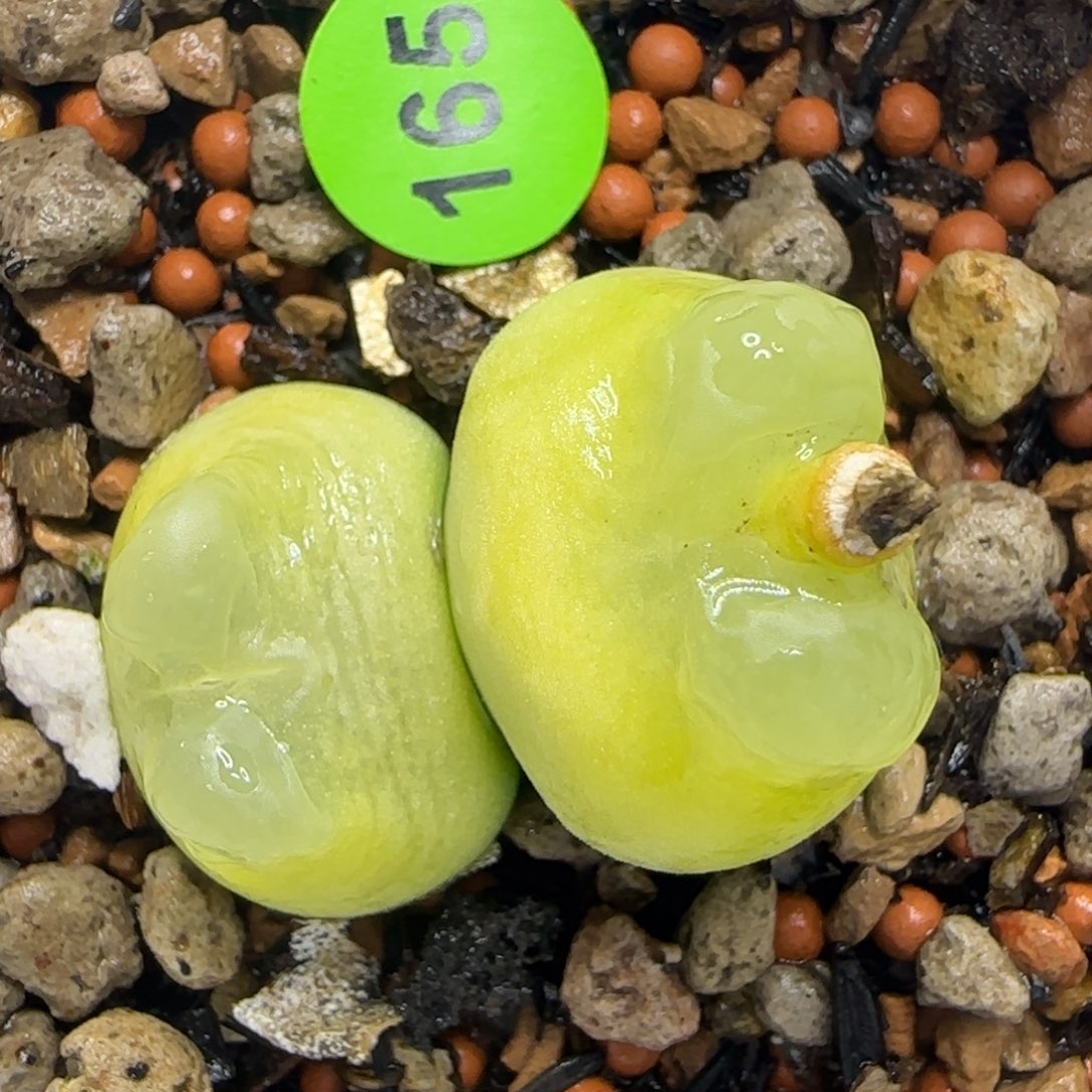 双头拉登1.7-1.9多肉165