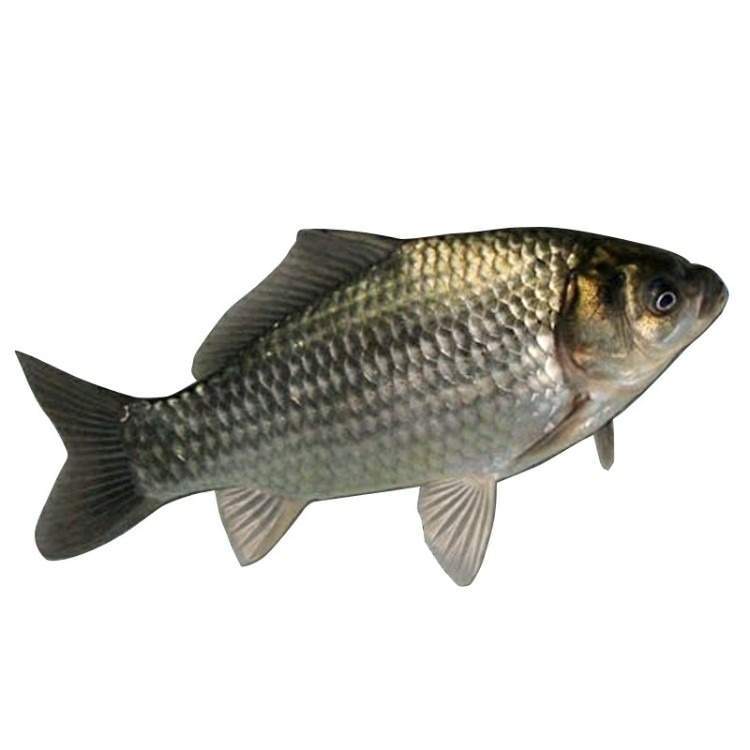 【默认宰杀】鲜活鲫鱼 宰杀前约400g±50g/份