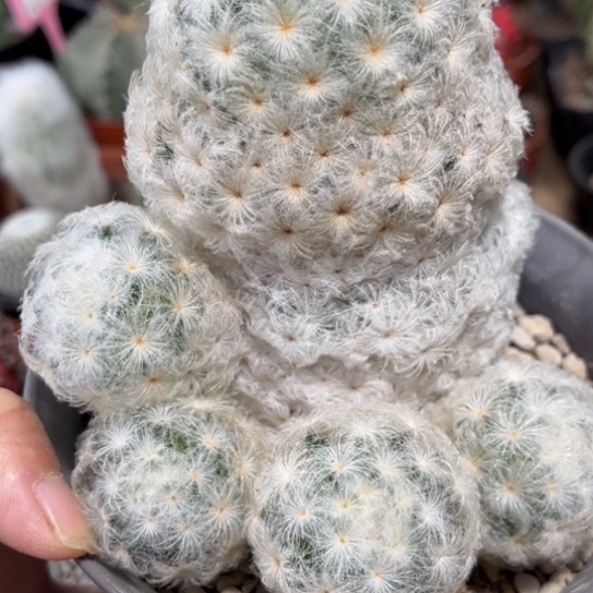 完全开放实生佛头白星