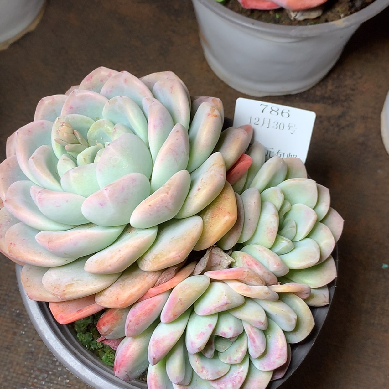 【闪购商品】云786号冰玉15厘米