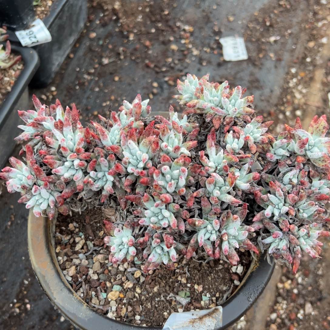 2466雪花哈哈哈哈哈哈