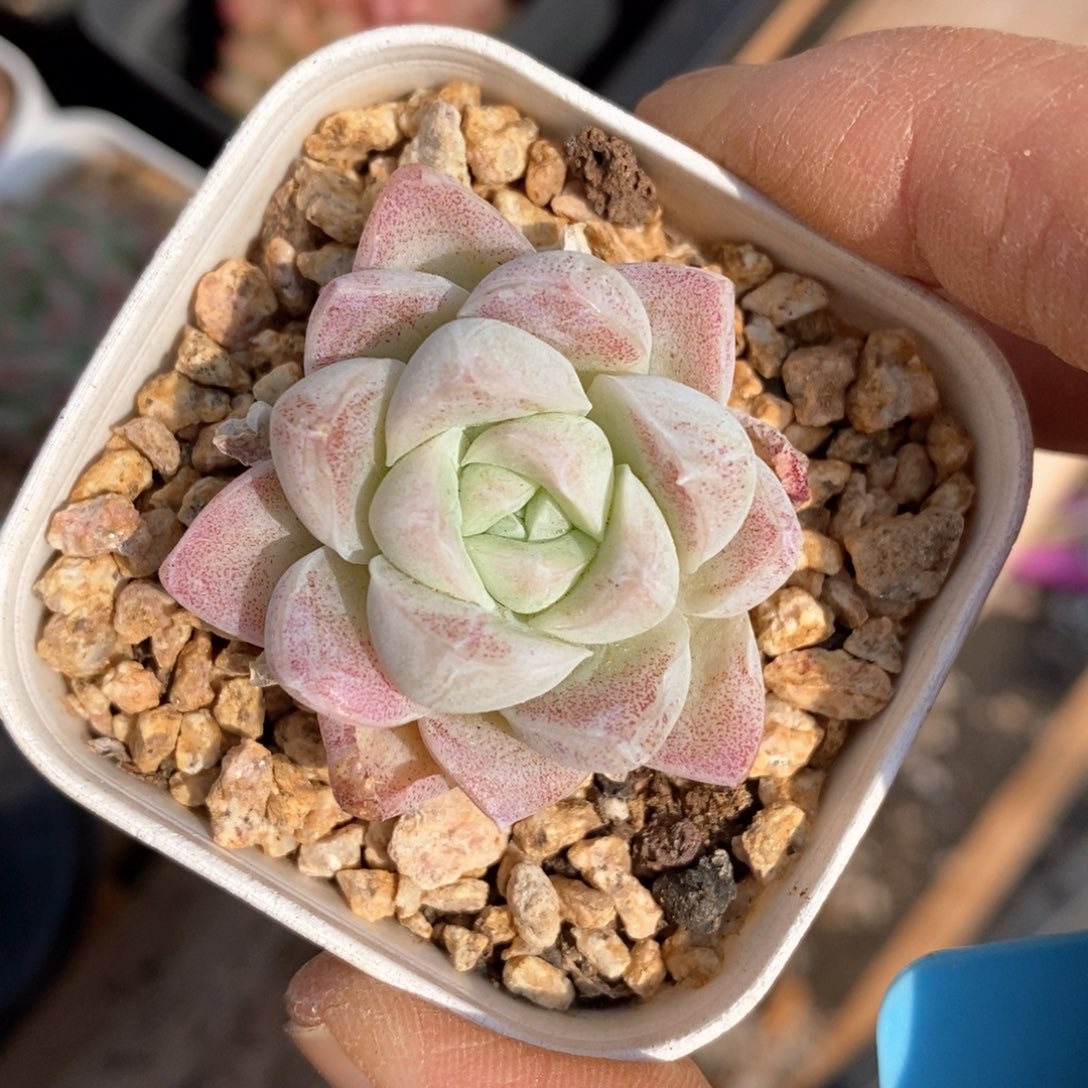 精品多肉一物一拍不包整115