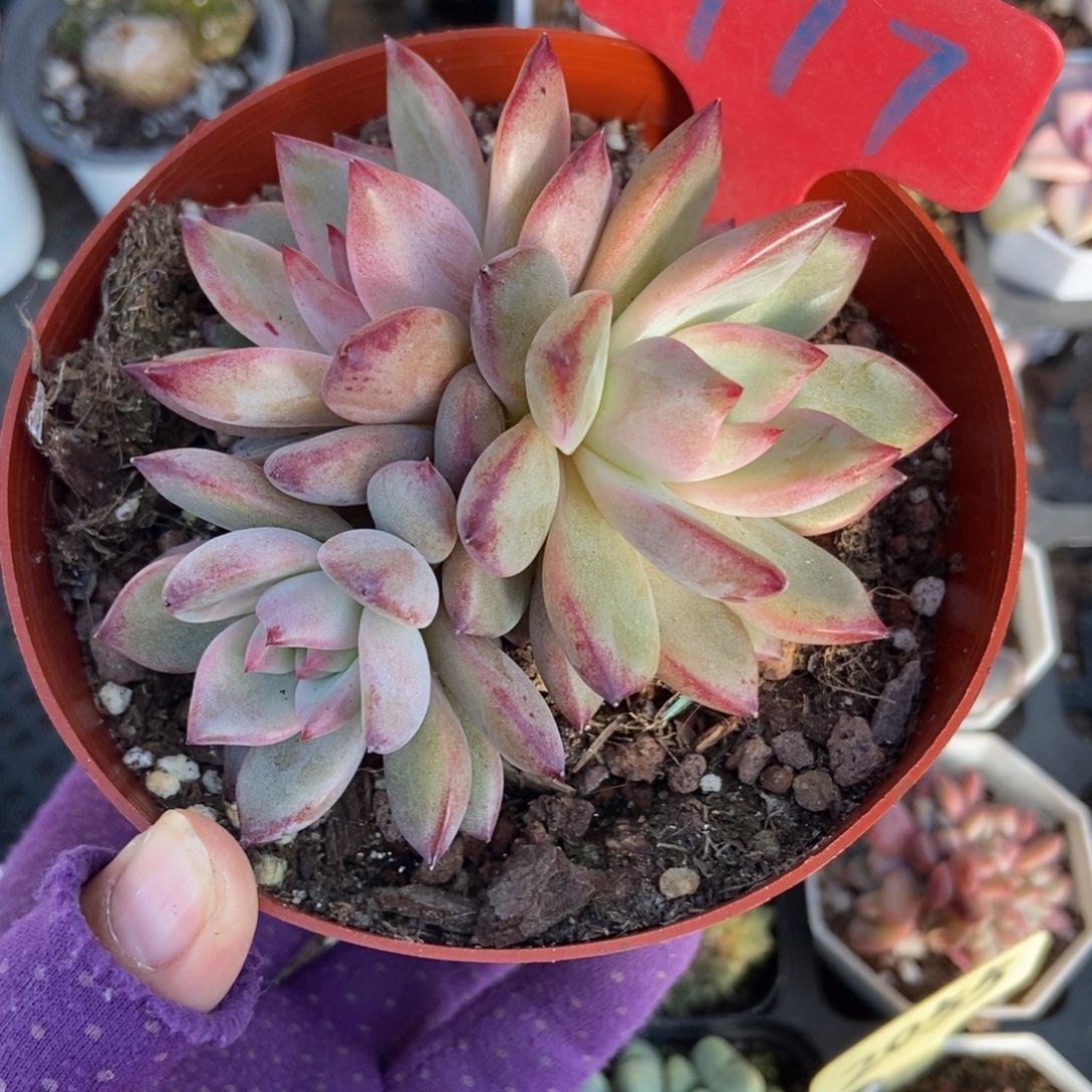 977夜魔侠多肉植物