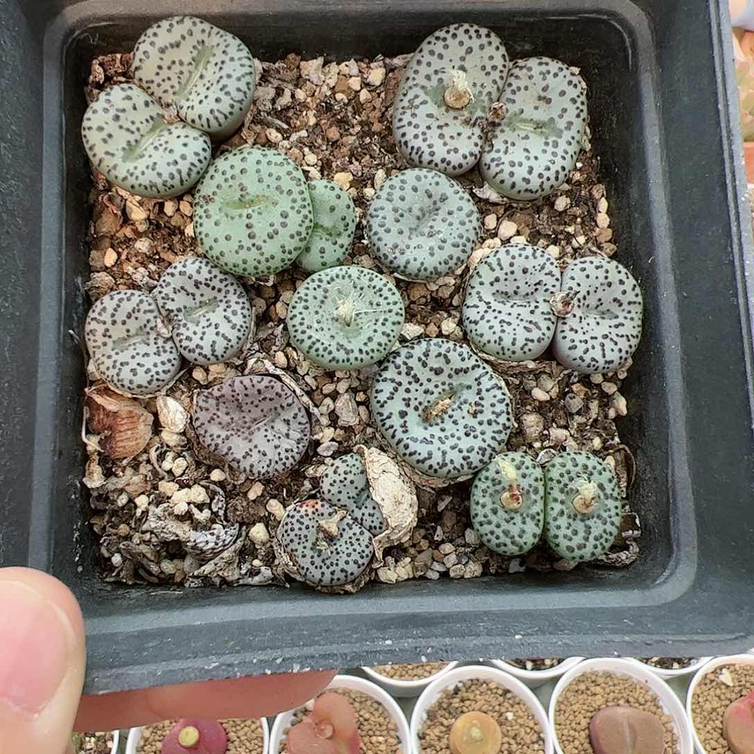 【闪购商品】98 新年福利