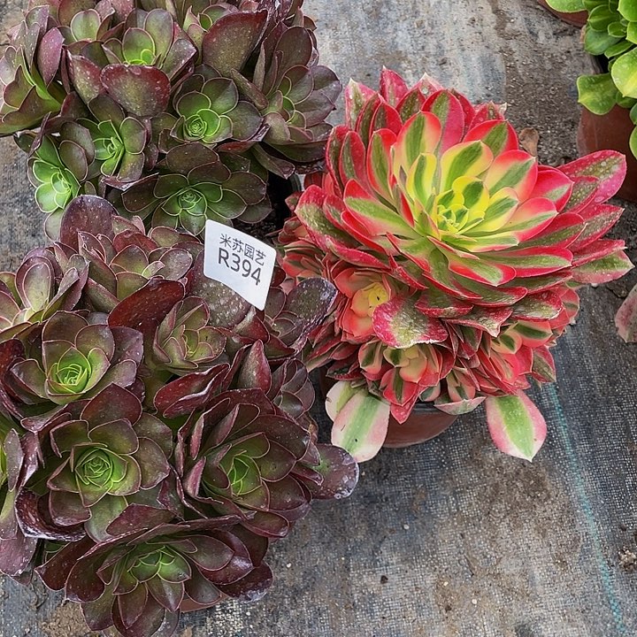 清*@394多肉植物的生长