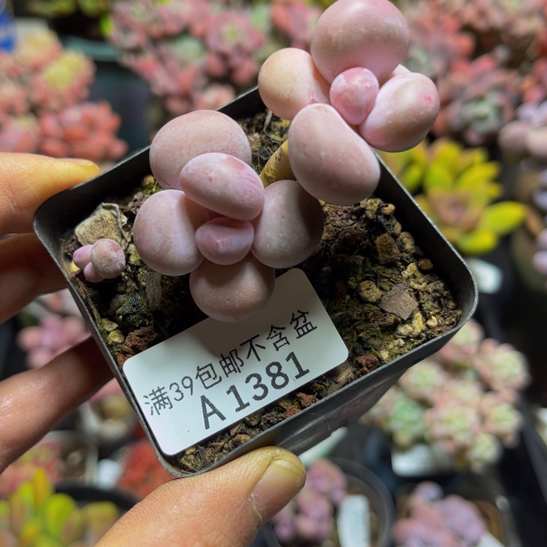 1381蛋黄奶酪6厘米多肉