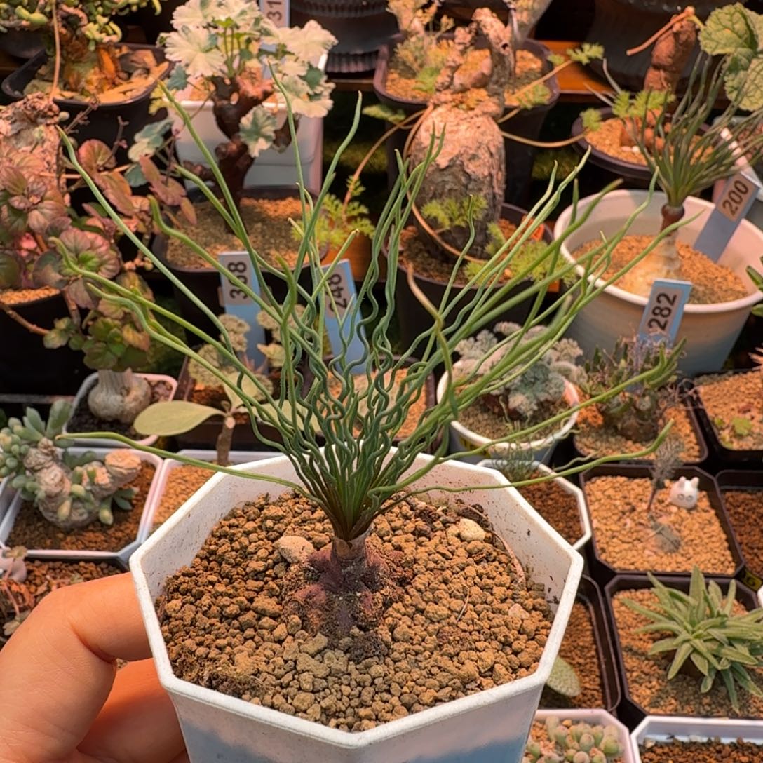 方便面弹簧草077 仙人掌
