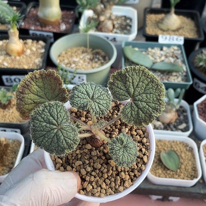 061圆叶杨葵块根，