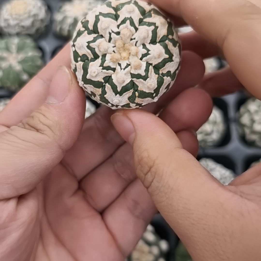 宽V圣诞绿V微瑕琉璃V哈哈