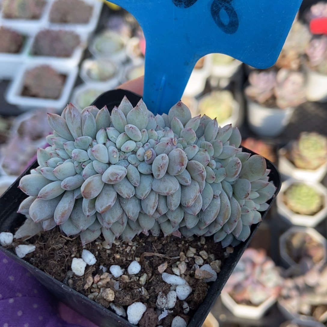  1008橙子缀多肉植物