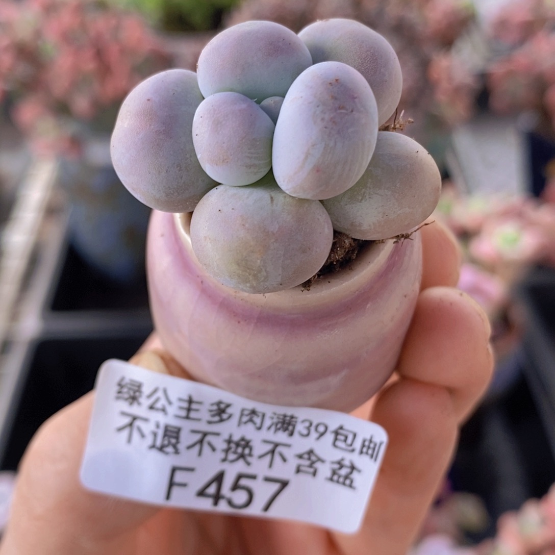 芭比奶洛带盆457多肉植物