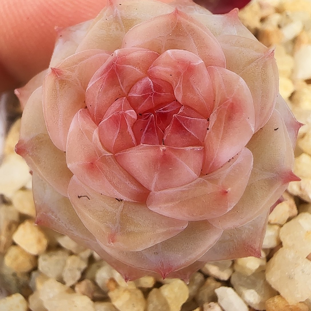 236号哈哈哈哈哈哈