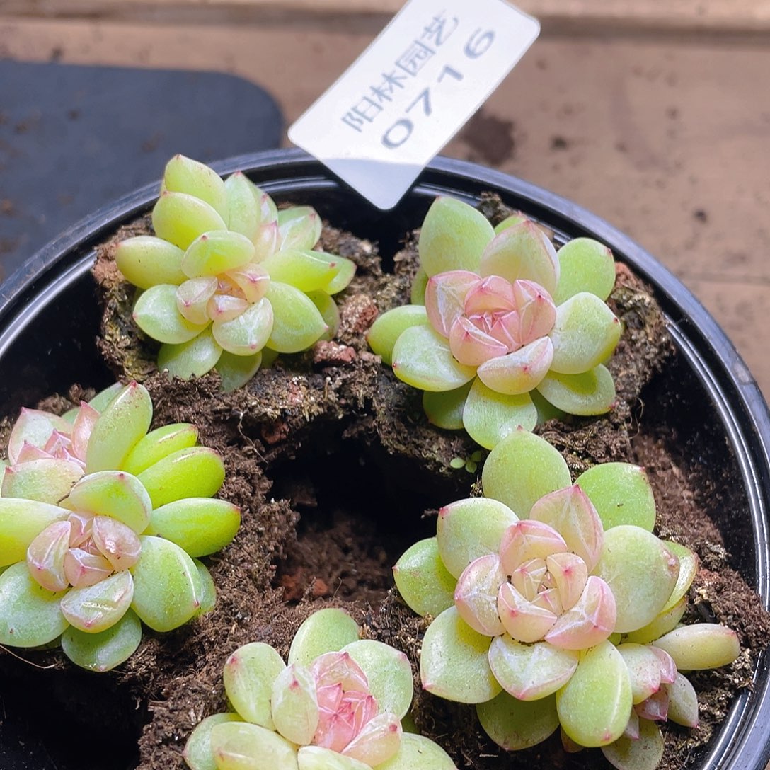 多肉植物多肉植物716