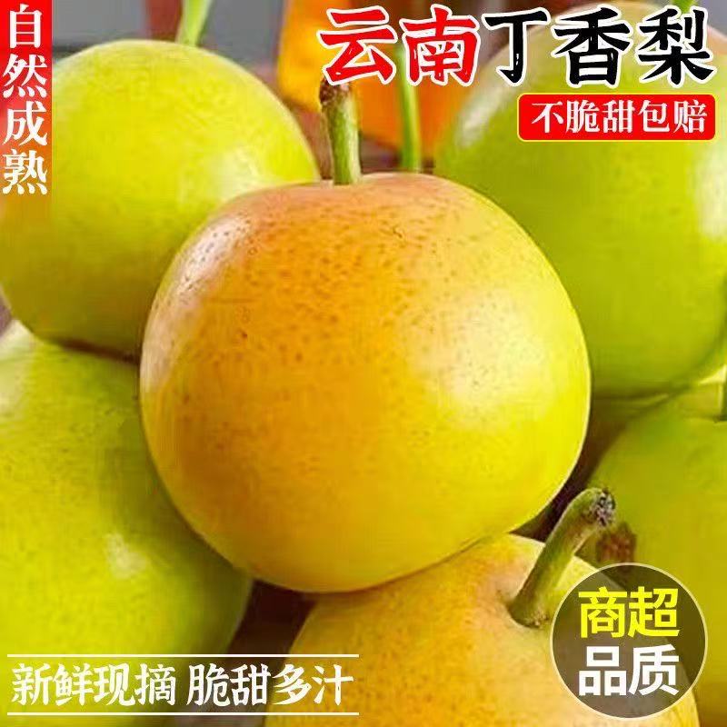 现摘云南丁香梨蜜梨5斤新鲜梨子水果当季薄皮脆酥梨香梨雪梨整箱t