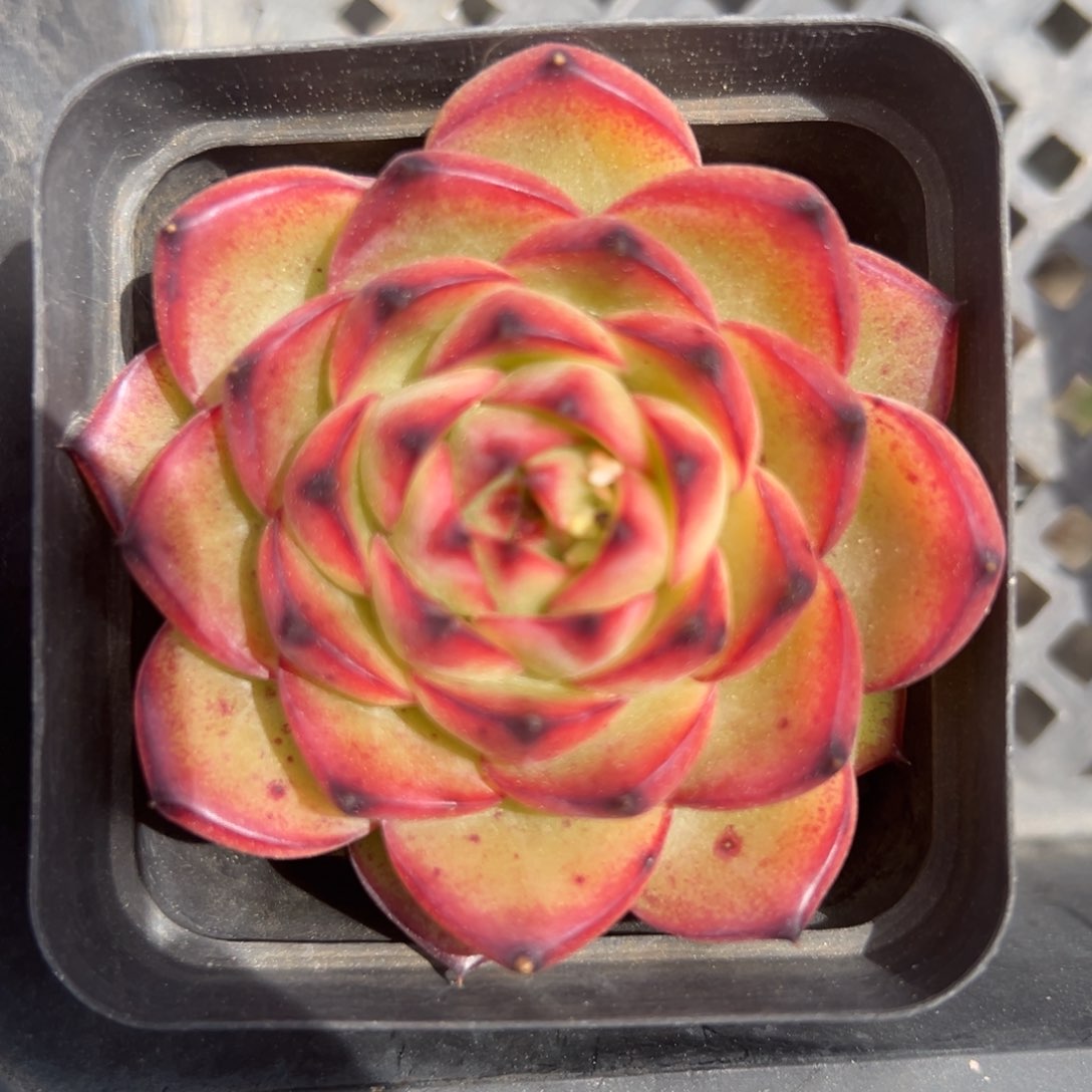 月亮石精控多肉一物一拍