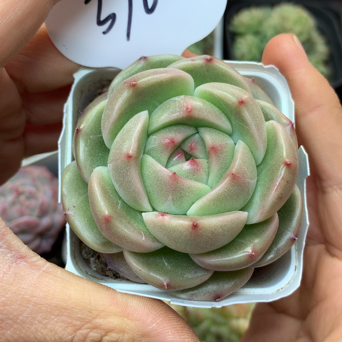 宽叶珍妮单头376