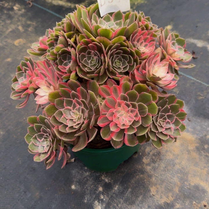 00000000000934黑膜锦